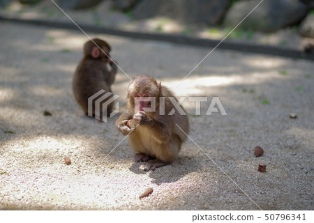 高坂山兒童猴子 50796341