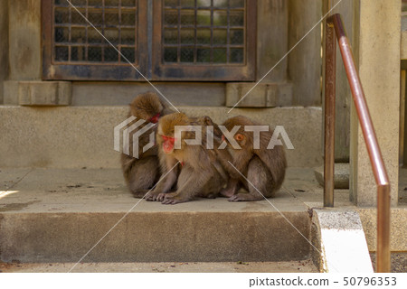 Takasakiyama monkey Takasakiyama monkey 50796353