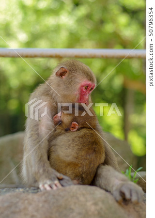 Takasakiyama monkey parent and child 50796354