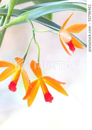 Cattleya Ginny Champion Orange 50796461