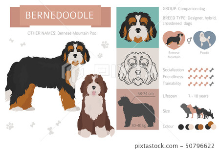 bernese mountain dog cavalier mix