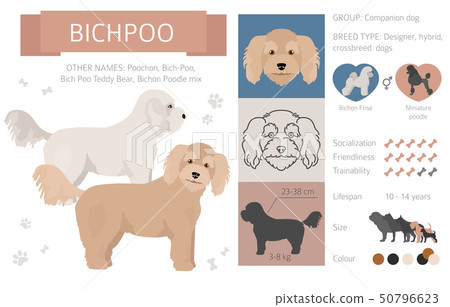 Designer, crossbreed, hybrid mix dogs collection 50796623