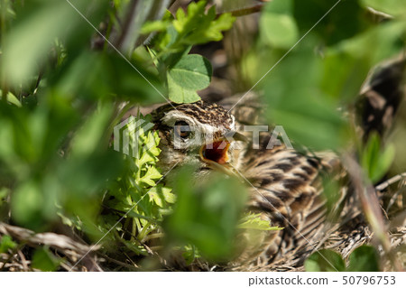 Alert Alert Alert Alert 50796753