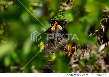 新鮮的熱量 新鮮的熱量 50796754