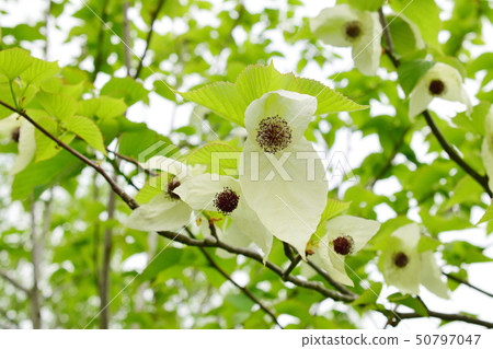 Beautiful handkerchief flower 50797047