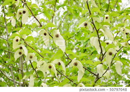 Beautiful handkerchief flower 50797048