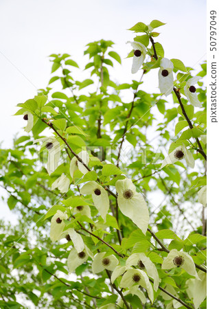 Beautiful handkerchief flower 50797049