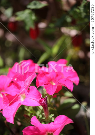 花 50797259