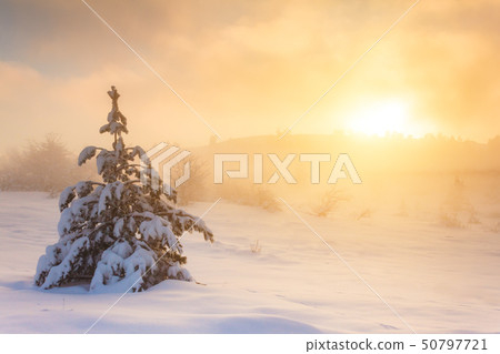 Snow-covered trees in the mountains at sunset. Snow-covered trees in the mountains at sunset. 50797721
