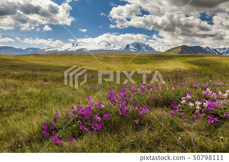 Field with wild flowers and mountains on the background. 50798111