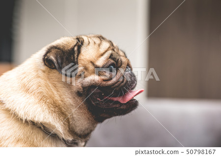 dog pug breed have a question and making funny dog pug breed have a question and making funny 50798167