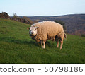 A sheep in England 50798186