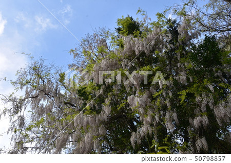 Fuji Kasuga Taisha Fuji Kasuga Taisha 50798857