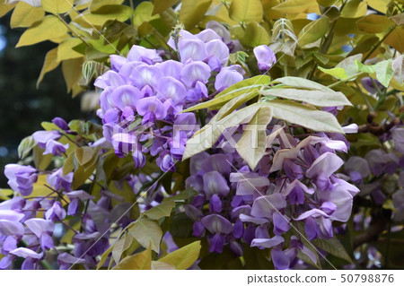 Fuji Kasuga Taisha 50798876