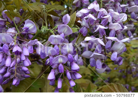 Fuji Kasuga Taisha Fuji Kasuga Taisha 50798877