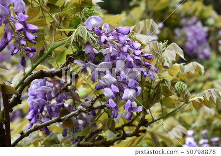 Fuji Kasuga Taisha Fuji Kasuga Taisha 50798878