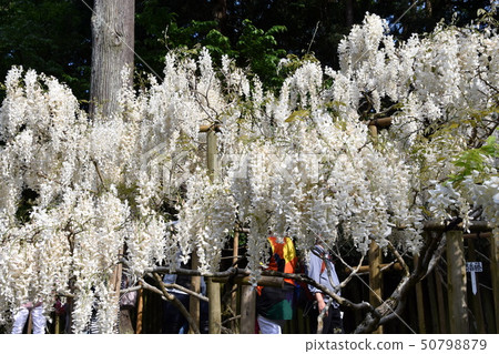 Fuji Kasuga Taisha Fuji Kasuga Taisha 50798879