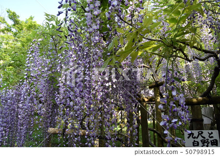 Fuji Kasuga Taisha Fuji Kasuga Taisha 50798915