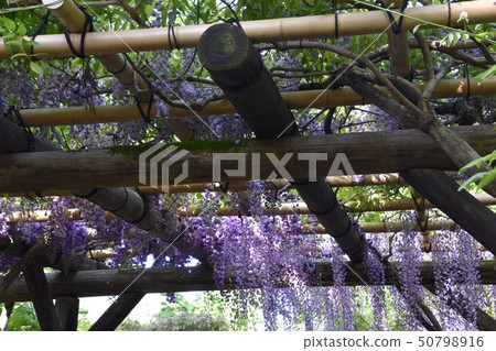 Fuji Kasuga Taisha 50798916