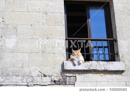 Cat fucking in thought 50800080