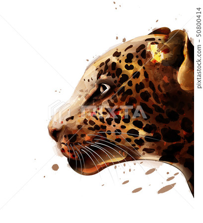 Leopard Vector watercolor. colorful detailed 50800414