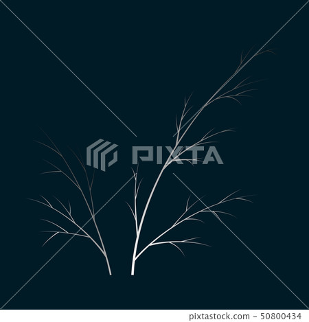 Flat dill illustration isolated. Hand drawing flavoring plant sketch. Botanical herbal card in Flat dill illustration isolated. Hand drawing flavoring plant sketch. Botanical herbal card in 50800434