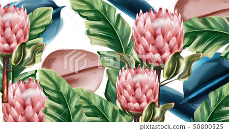 Ginger flowers tropic background Vector Ginger flowers tropic background Vector 50800525