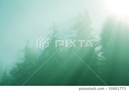 Sunny beams Sunny beams 50801773