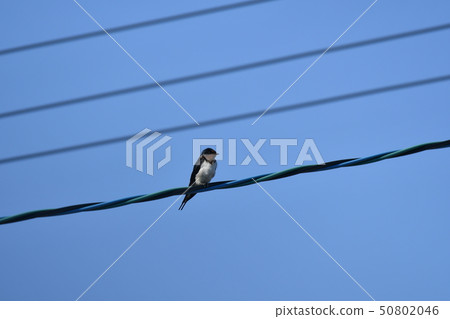 Swallow, blue sky, May, children, sunny, electric wire, stop 50802046