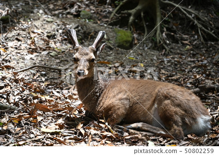 Deer in Yakushima, Kagoshima Prefecture, Japan (Yaxica) 50802259