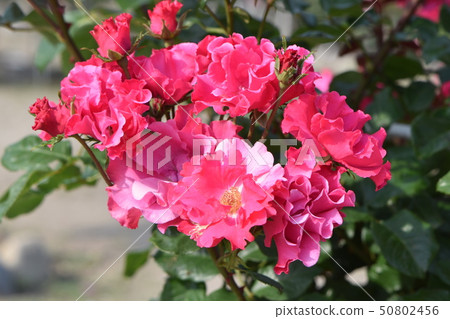 Rose of Prince rose garden which shines in the blue sky of spring 50802456