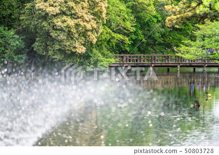 Inokohokoen在東京春天 Inokohokoen在東京春天 50803728