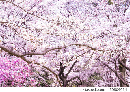 Cherry Blossoms	 50804014