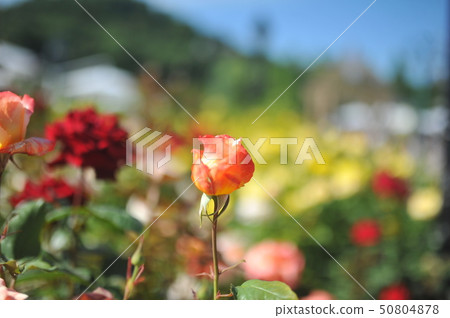 Rose Flower Festival Rose Flower Festival 50804878