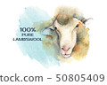 Sheep. Poster farm animals watercolor. 50805409