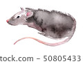 Wild rat. Mouse Chinese new year. Watercolor illustration. 50805433