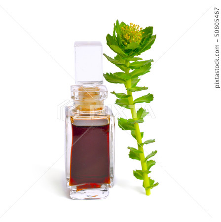 Rhodiola rosea or golden root, rose root, 50805467