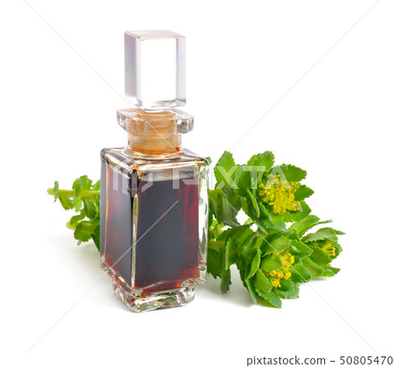 Rhodiola rosea or golden root, rose root, 50805470