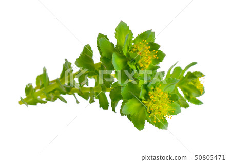 Rhodiola rosea or golden root, rose root, 50805471