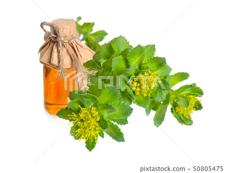 Rhodiola rosea or golden root, rose root, 50805475