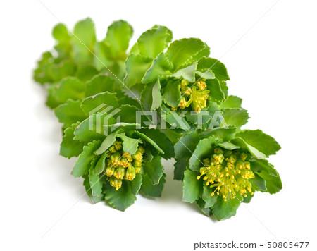 Rhodiola rosea or golden root, rose root, 50805477