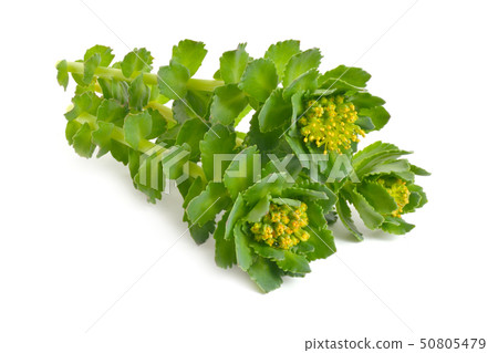 Rhodiola rosea or golden root, rose root, Rhodiola rosea or golden root, rose root, 50805479