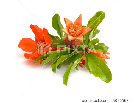 Flowers of Pumeca granatum or pomegranate isolated 50805671