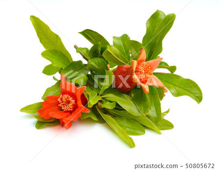 Flowers of Pumeca granatum or pomegranate isolated 50805672