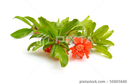Flowers of Pumeca granatum or pomegranate isolated Flowers of Pumeca granatum or pomegranate isolated 50805680