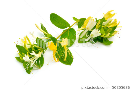 Lonicera japonica, known as Japanese honeysuckle 50805686