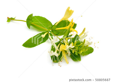 Lonicera japonica, known as Japanese honeysuckle 50805687