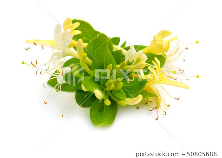 Lonicera japonica, known as Japanese honeysuckle 50805688