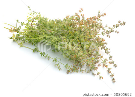 Galium humifusum or spreading bedstraw isolated on 50805692