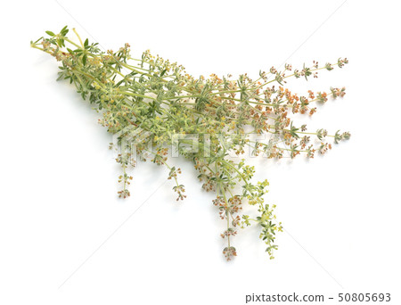 Galium humifusum or spreading bedstraw isolated on 50805693